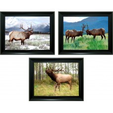 368 Elk 3D Triple Image