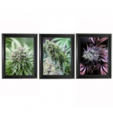390 Cannabis/Weed 3D  lenticular picture 