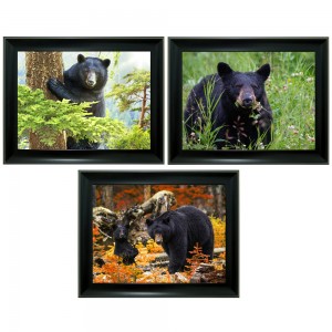 329 Black Bear  Tripple 3D Picture 