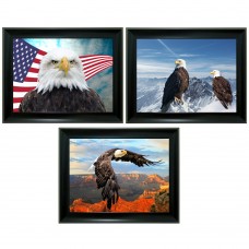 389 American Eagle Tripple 3D Picture 