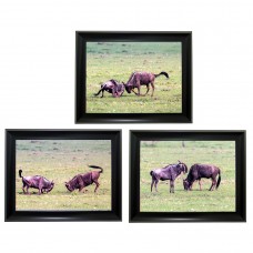 395 wildebeest  Tripple 3D Picture 