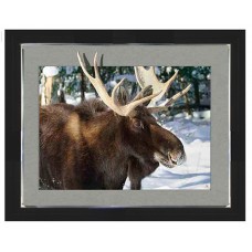 451 Moose 5d Lenticular Picture Frame 16.5x20.5